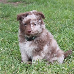 Chex - Brown merle Mudi puppy in Valley Mills, Texas from Graves Farm Mudi