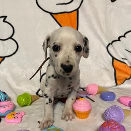 Bubblegum- Pink- LUA - White and black female Dalmatian puppy in Claremore, Oklahoma from Lotsofdots Dalmatians
