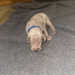 Boy 1 - Silver gray male Weimaraner puppy in Spartanburg, South Carolina from Palmetto State Weimaraners