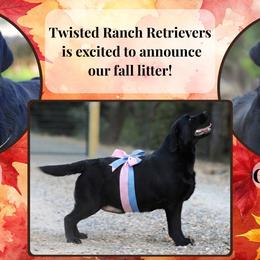 Labrador Retriever puppies from Twisted Ranch Retrievers