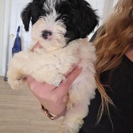 Barney - Black and white male Aussiedoodle puppy in Galena, Illinois from Perry's doodles