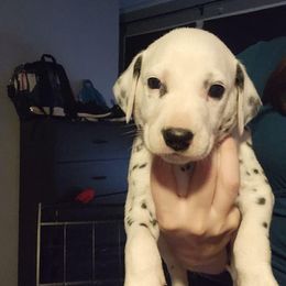 Girl 3 - White and black female Dalmatian puppy in Dothan, Alabama from Spoiledrottendals