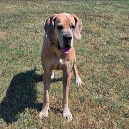 Grace - Fawn female Great Dane puppy in Granby, Missouri from HCR Great Danes