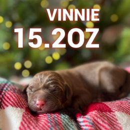 Vinnie - Chocolate male Labrador Retriever puppy in Puyallup, Washington from 12 Door Farm Labradors