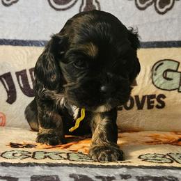Snickers - Black and tan male Cocker Spaniel puppy in Bonneville County, Idaho from Dream Catcher Cockers