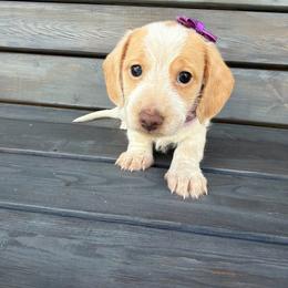 Goldie - Piebald female Dachshund puppy in South Willard, Utah from Doxies in the Sun