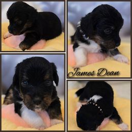 James Dean - Tri-color male Double Doodle puppy in Prescott Valley, Arizona from Ramirez Family Doodles