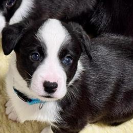 Snoop Dawg (Blue collar) - Black and white male Cardigan Welsh Corgi puppy in Omaha, Arkansas from DnD Corgis