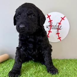 Pudge - Black male Labradoodle puppy in Adams, Nebraska from Boxcar Doodles and Poodles