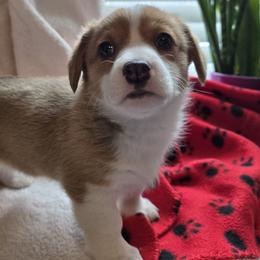 Pembroke Welsh Corgi Puppies from Larile Farm
