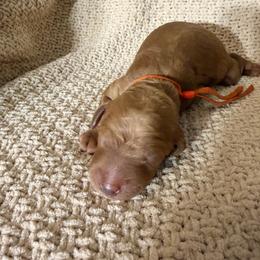 MIA - Red  female Goldendoodle puppy in Naples, Florida from Goldendoodles Of Naples,INC