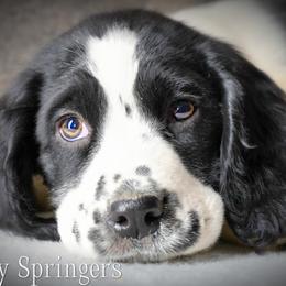 Girl 5 - Black and white female English Springer Spaniel puppy in Great Falls, Montana from Big Sky Springers