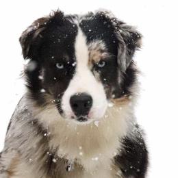 Australian Shepherds, Miniature American Shepherds, Miniature Australian Shepherds, and Toy Australian Shepherds from Wigglebutts Unlimited