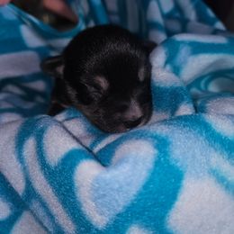 Prince Charming - Black and tan male Companion Cross puppy in Decatur, Illinois from We R Puppies