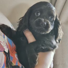 Cockapoo Puppies from Joanna Abruscato