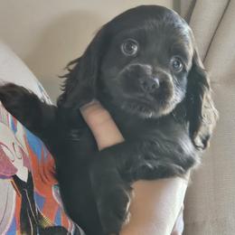Cockapoo Puppies from Joanna Abruscato