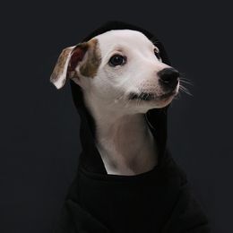 Girl 3 - White and fawn brindle Whippet puppy in Indianapolis, Indiana from SaeSi Kennels