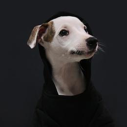 Girl 3 - White and fawn brindle Whippet puppy in Indianapolis, Indiana from SaeSi Kennels