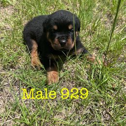 Male 929 - Black and mahogany male Rottweiler puppy in Ocala, Florida from Southeast Companion & Protection Dogs