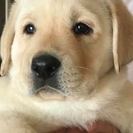 Basenjis and Labrador Retrievers from Sundancer Labs