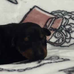 Tango's Icy Runway Assassin (Diamond) - Black and tan male Manchester Terrier puppy in East Oakdale, California from Tango Kennels