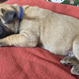 Mr Blue - Fawn male Boxer puppy in Prairieville, Louisiana from Puppy Patch