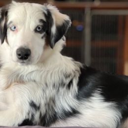 Aspen - Blue merle Miniature Australian Shepherd puppy in Elgin, Illinois from Beaman Aussie Pride