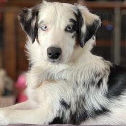 Aspen - Blue merle Miniature Australian Shepherd puppy in Elgin, Illinois from Beaman Aussie Pride