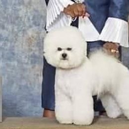 Bichon Frises from Wet Kisses Bichons