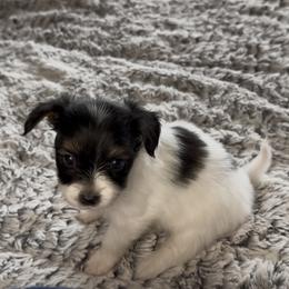 Clara - White black and tan female Papillon puppy in Howe, Oklahoma from Southern Sweet Papillons