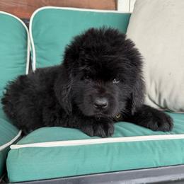 Yellow Collar - Black female Newfoundland puppy in New York from Johnson Farms