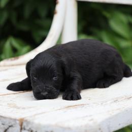 Parker - Black male Whoodle puppy in West Bend, Iowa from Blue Skies Terriers