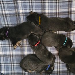 German Shepherd Puppies from Von Wildmann's Shepherds