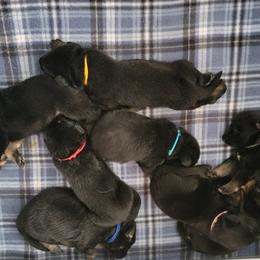 German Shepherd Puppies from Von Wildmann's Shepherds