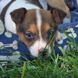 Red Sable Piebald Female - Red white and sable female Rat Terrier puppy in Webb City, Missouri from Rocking 4C