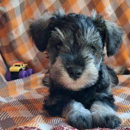 Houston - Salt and pepper male Miniature Schnauzer puppy in Richardton, North Dakota from Crooked Tree Ranch