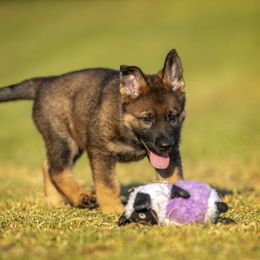 German Shepherd Puppies from Sommerfeld German Shepherds