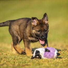 German Shepherd Puppies from Sommerfeld German Shepherds