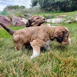 Cavapoo Puppies from Sophie's Puppy Den