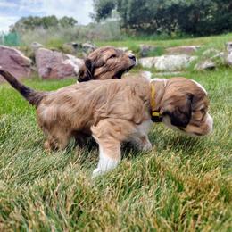 Cavapoo Puppies from Sophie's Puppy Den