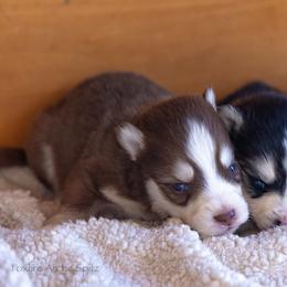 Jolly - Chocolate male Pomsky puppy in Moultonborough, New Hampshire from Foxfire Arctic Spitz