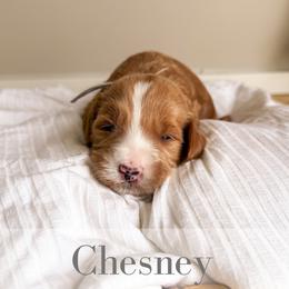 Chesney - Red  male Goldendoodle puppy in Melba, Idaho from KZ Doodles