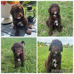 Chocolate Abstract Boy - Chocolate male Goldendoodle puppy in Lancaster, South Carolina from Silver Hill Farm SC