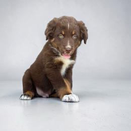 Bailey Galiher - Red tri-color male Australian Shepherd puppy in Statesville, North Carolina from Charming Australian Shepherds