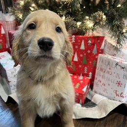 Golden Retriever Puppies from Haven of Hope Golden Retrievers