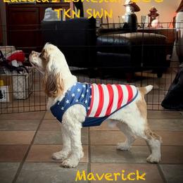 Maverick - Cocker Spaniel