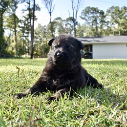 German Shepherd Puppies from Fürstenpalast German Shepherds