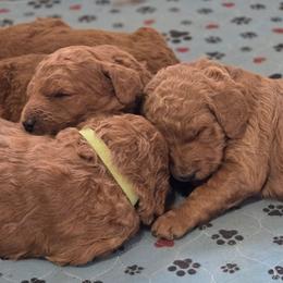 Blue Collar - Red  male Goldendoodle puppy in Auburn, Kansas from Puppy Paradise:  English Mastiff Puppies & Standard Goldendoodle Puppies