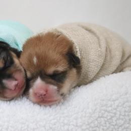 Sable boy - Sable male Pembroke Welsh Corgi puppy in Ville Platte, Louisiana from Flat town corgis