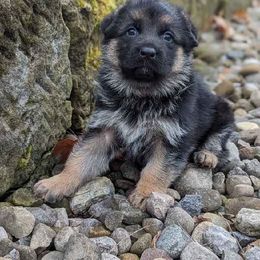 German Shepherd Puppies from Jerry Miller